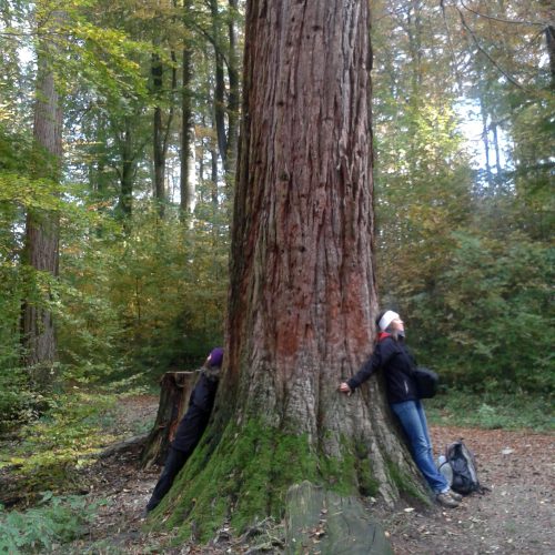 CNV et autres approches | Se ressourcer en connexion avec la nature et les arbres : Journée de pratique en CNV | Angela Boss