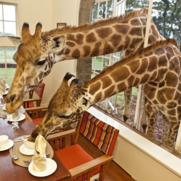 Café girafe