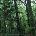 CNV et autres approches | Un bain de forêt pour refaire le plein d’énergie – CNV et Nature | Angela Boss