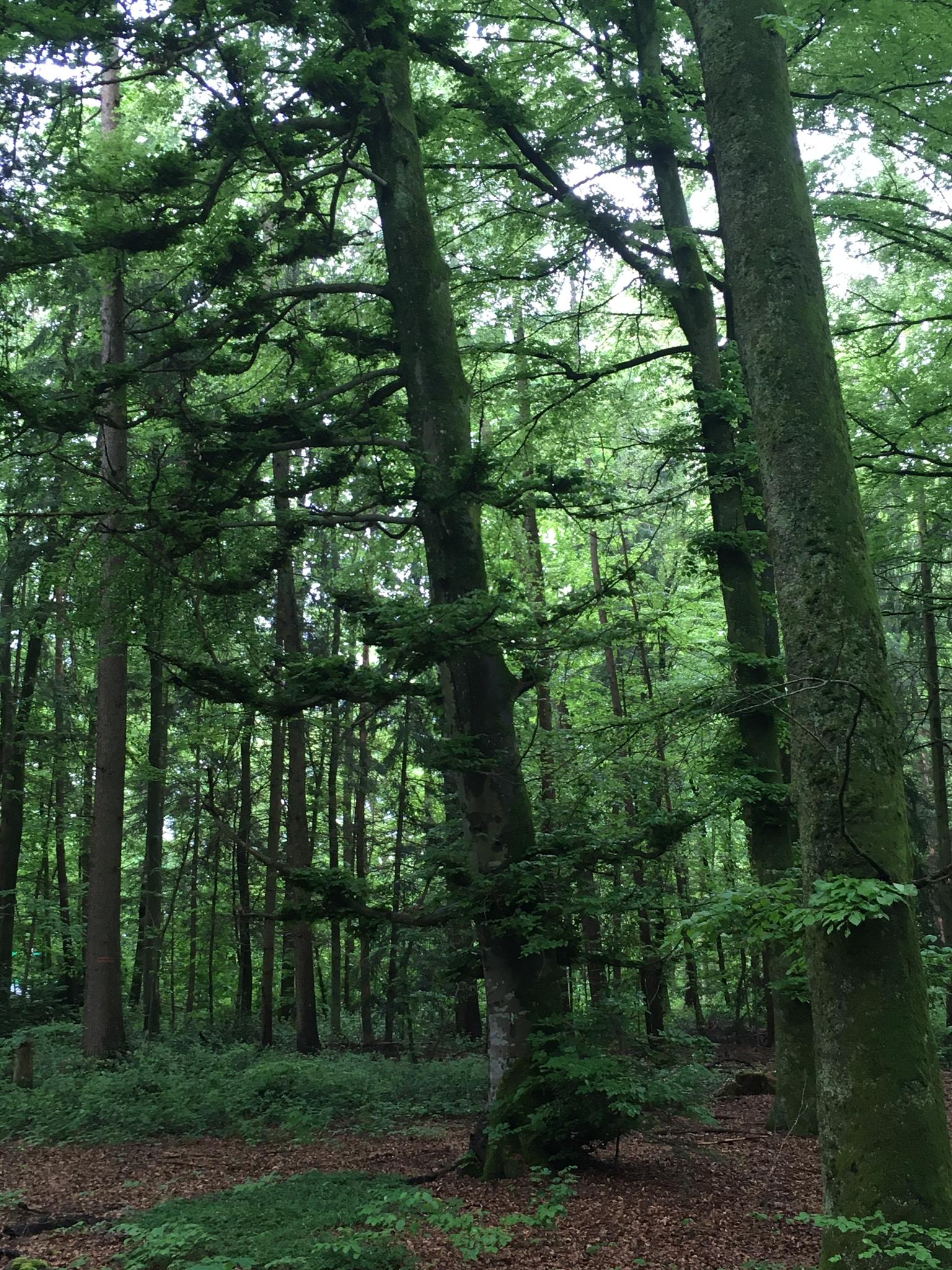 CNV et autres approches | Un bain de forêt pour refaire le plein d'énergie - CNV et Nature | Angela Boss